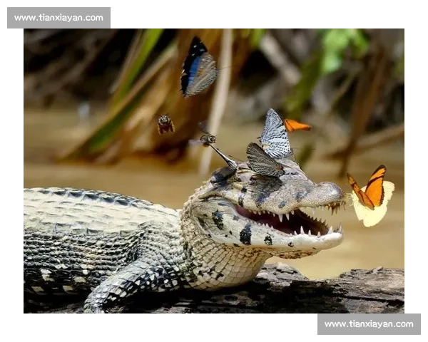 历史的回声!XX队徽上的动物元素,讲述着古老的力量